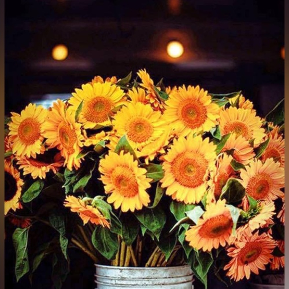 Meet your Posher, Maggie